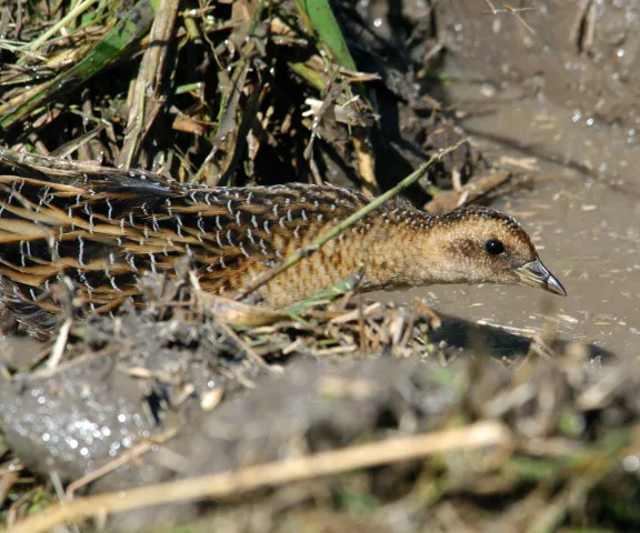 Yellow Rail - Photo by Erik Johnson