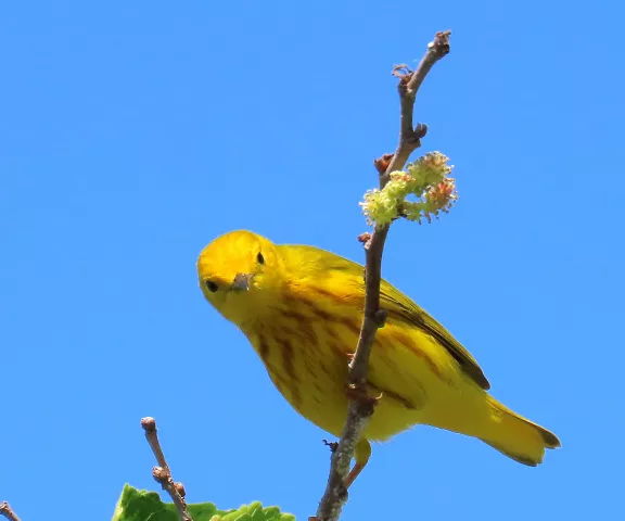 Yellow Warbler - Photo by Vicki Sensat