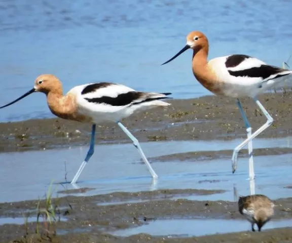 American Avocet - Photo by Kathy Rhodes