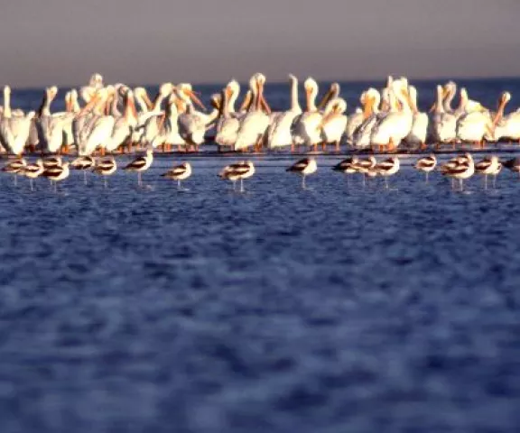 American White Pelican