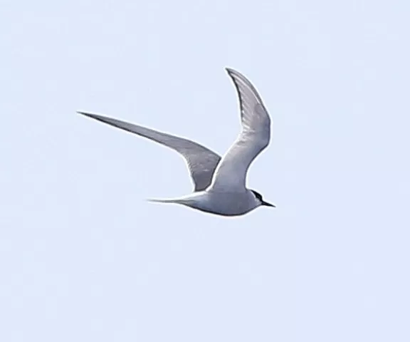 Arctic Tern - Photo by Joan Garvey