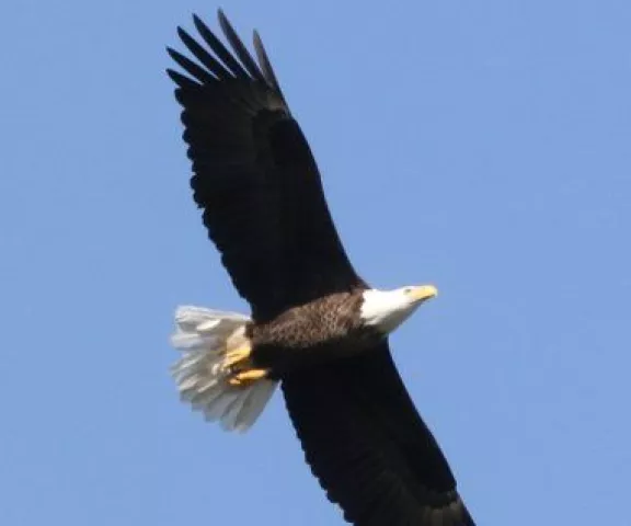 Bald Eagle - Photo by Joan Garvey