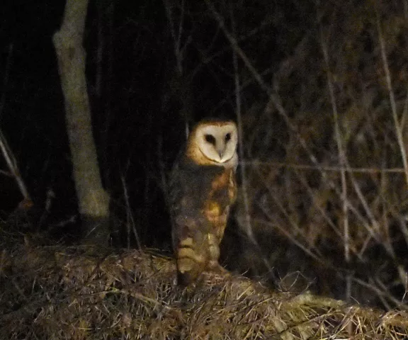 Barn Owl - Photo by Erik Johnson