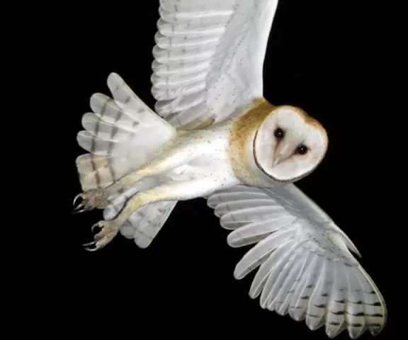 Barn Owl - Photo by James W. Beck