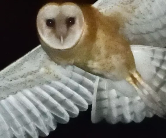 Barn Owl - Photo by Paul Conover