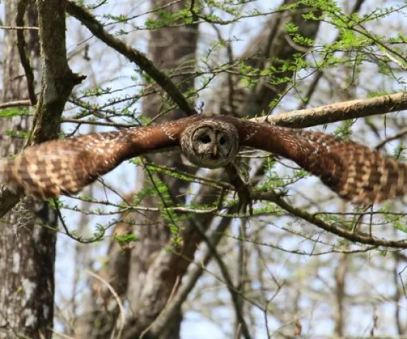 Barred Owl - Photo by John Hartgerink