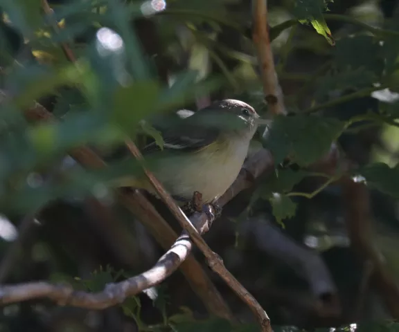 Bell's Vireo - Photo by Matt Conn