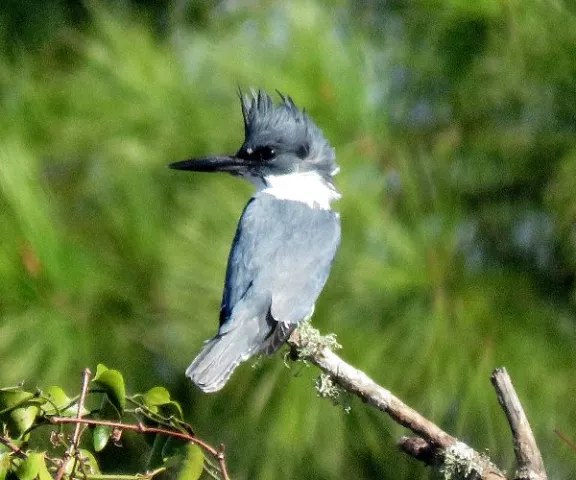 Belted Kingfisher - Photo by Vicki Sensat