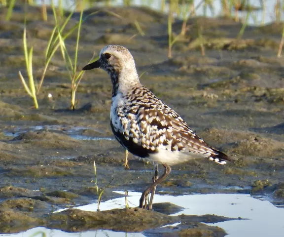 Black-bellied Plover - Photo by Van Remsen