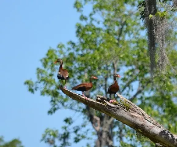 Black-bellied Whistling-Duck