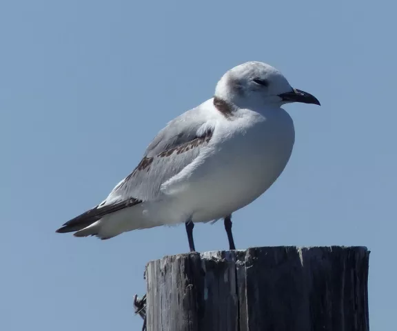 Black-legged Kittiwake - Photo by Claire D. Thomas