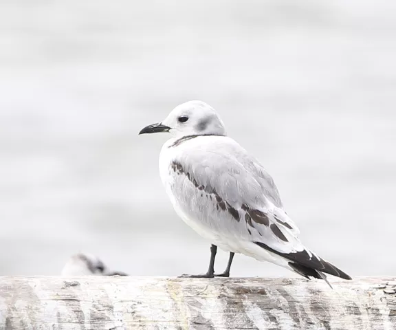 Black-legged Kittiwake - Photo by Joan Garvey