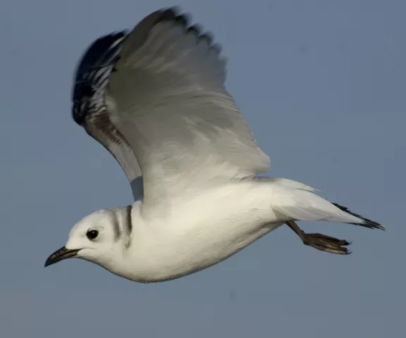 Black-legged Kittiwake - Photo by Paul Conover