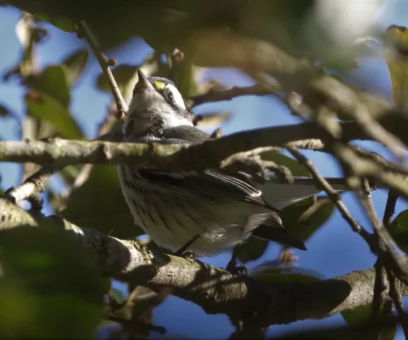 Black-throated Gray Warbler - Photo by Joan Garvey