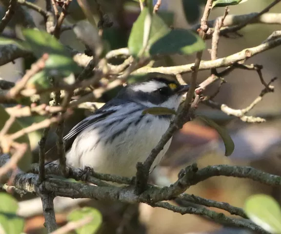 Black-throated Gray Warbler - Photo by Joan Garvey