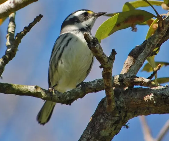 Black-throated Gray Warbler - Photo by Linda Kingsland