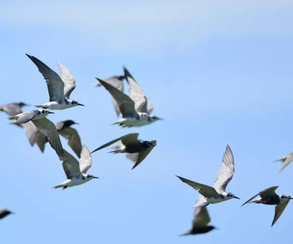 Black Tern - Photo by Erik Johnson