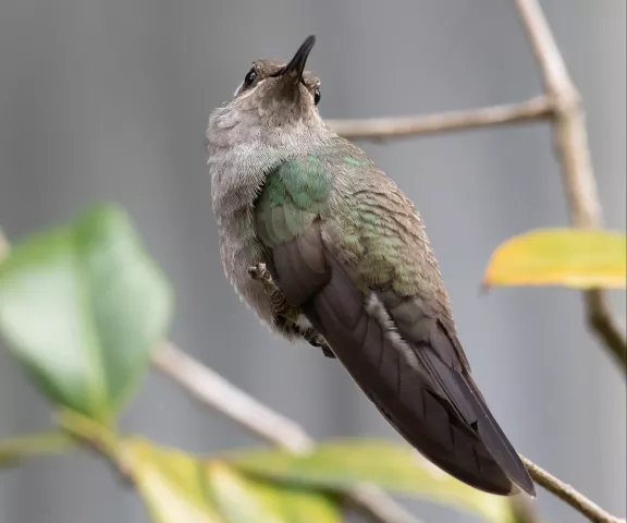 Blue-throated Mountain-gem - Photo by Andre Moncrieff