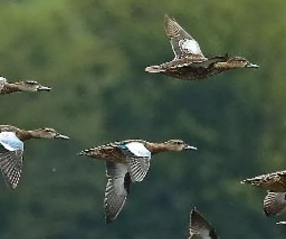 Blue-winged Teal - Photo by Charlie Lyon