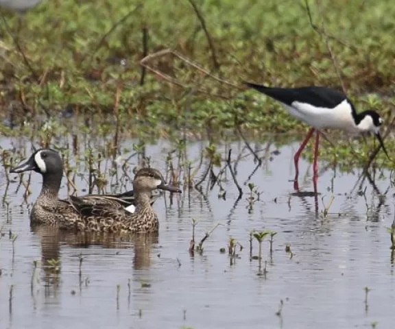 Blue-winged Teal and Black-necked Stilt