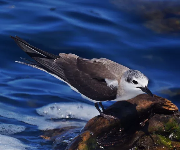 Bridled Tern - Photo by Bryan White