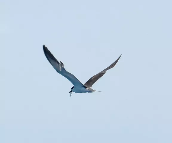 Bridled Tern - Photo by Erik Johsnon