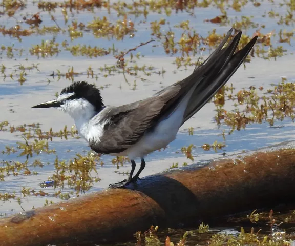 Bridled Tern - Photo by Van Remsen