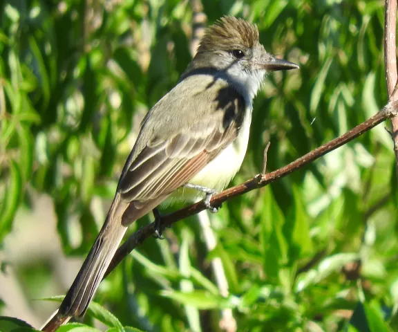 Brown-crested Flycatcher - Photo by Alec Cowles