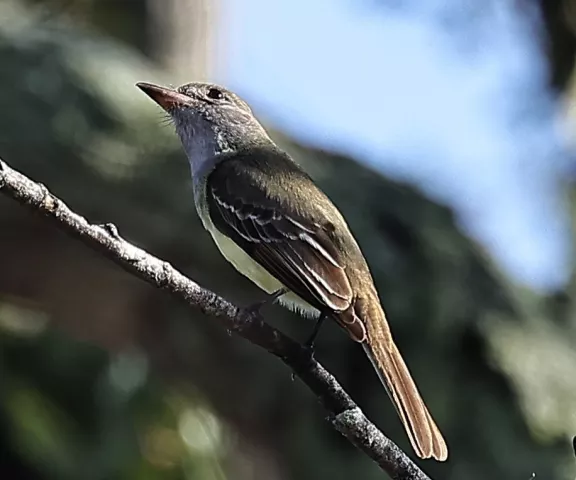 Brown-crested Flycatcher - Photo by Joan Garvey