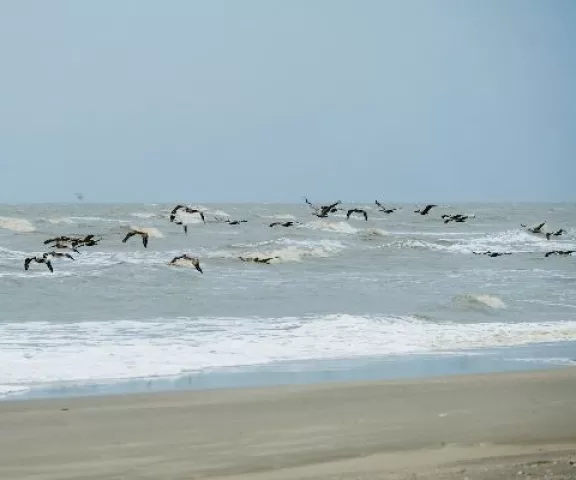 Brown Pelican - Photo by Lindsey Jamies