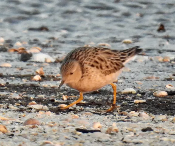 Buff-breasted Sandpiper - Photo by Van Remsen