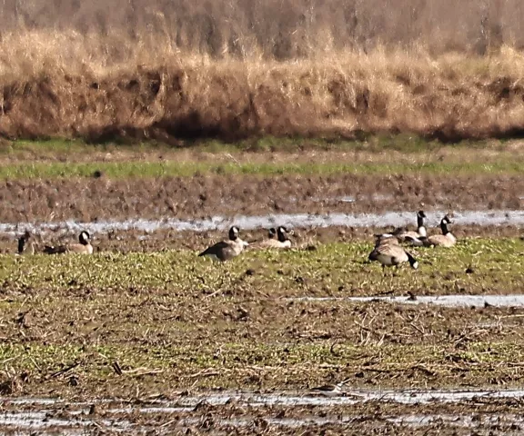 Cackling Goose - Photo by Joan Garvey