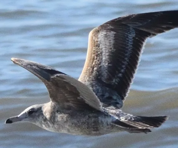 California Gull - Photo by Paul Conover