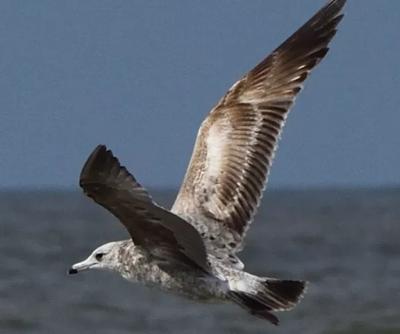 California Gull - Photo by Paul Conover