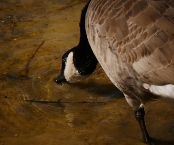 Canada Goose - Photo by Kimmie Paxton