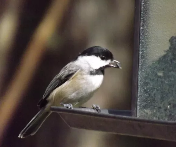 Carolina Chickadee - Photo by P. Wainwright