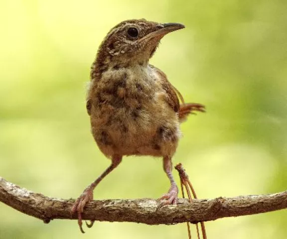 Carolina Wren - Photo by Charles Paxton