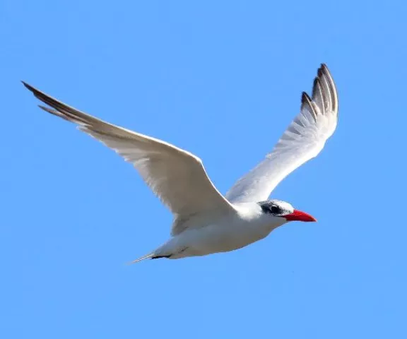 Caspian Tern - Photo by Jeff Trahan