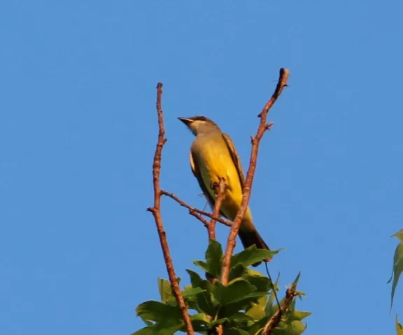 Cassin's Kingbird - Photo by Oscar Johnson