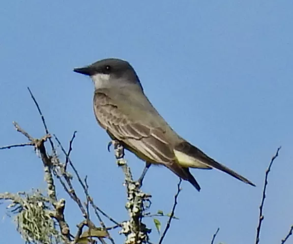 Cassin's Kingbird - Photo by Van Ramsen