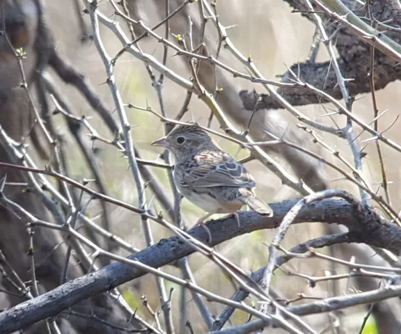 Cassin's Sparrow - Photo by Erik Johnson