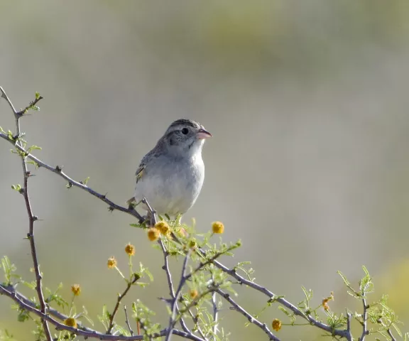 Cassin's Sparrow - Photo by Erik Johnson