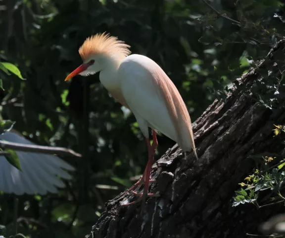 Cattle Egret