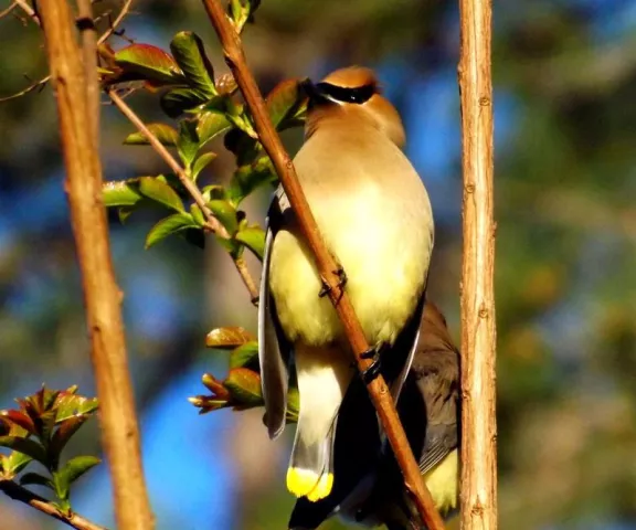 Cedar Waxwing - Photo by P. Wainwright