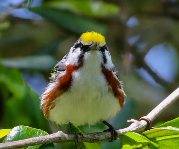 Chestnut-sided Warbler - Photo by Brad Price