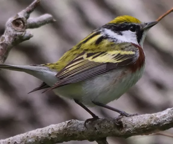 Chestnut-sided Warbler - Photo by Paul Conover