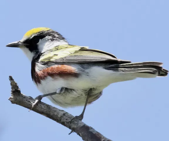 Chestnut-sided Warbler - Photo by William Matthews