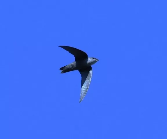 Chimney Swift - Photo by David Muth