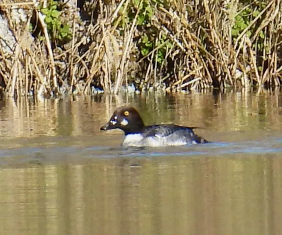 Common Goldeneye - Photo by Van Remsen