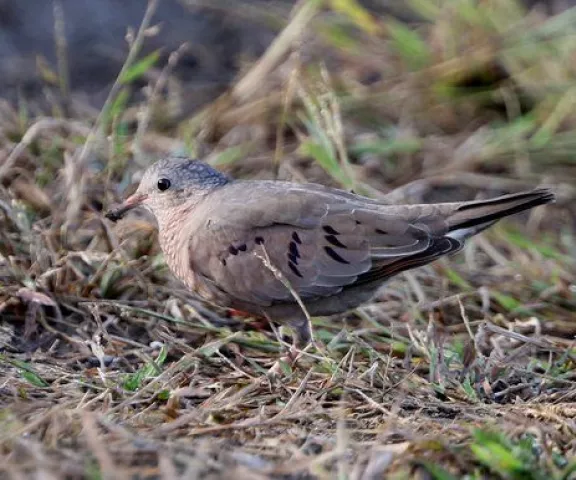 Common Ground Dove - Photo by Joan Garvey